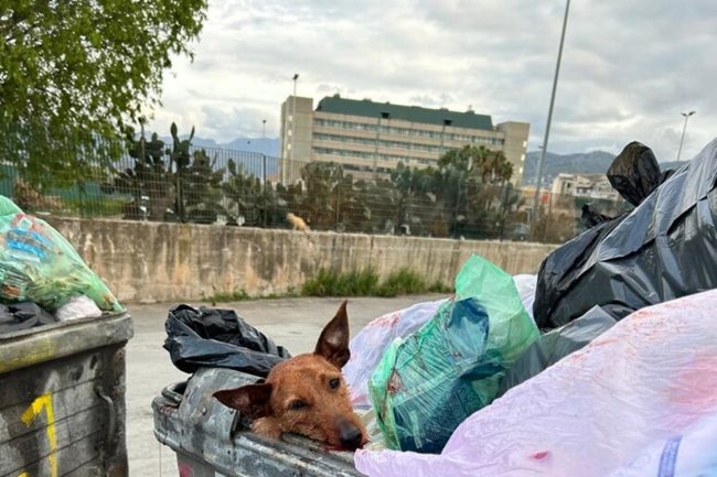 Palermo, cagnolino agonizzante in un cassonetto: è in gravi condizioni
