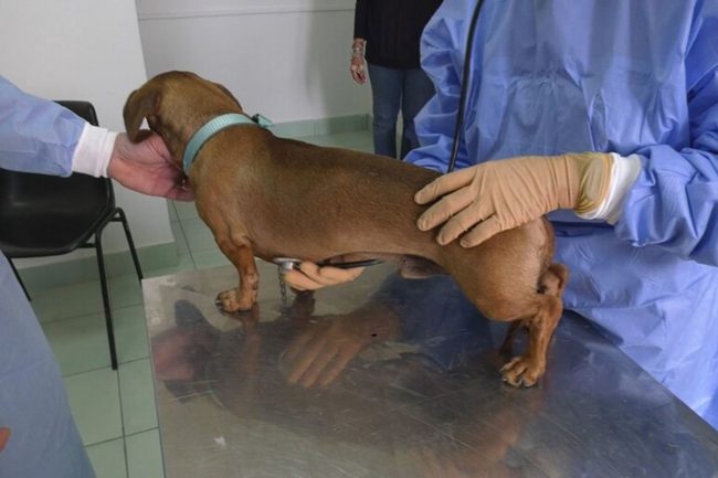 Sciacca, parte microchippatura e sterilizzazione gratuita per cani e gatti