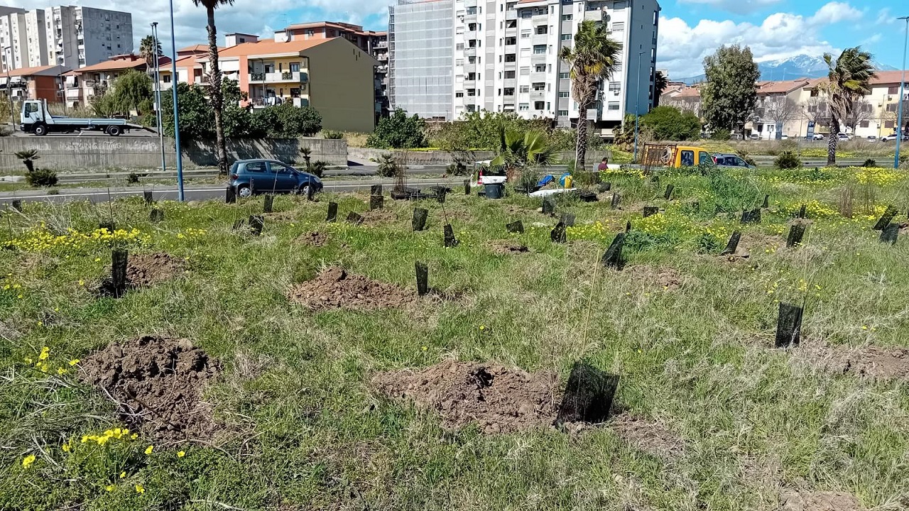 Catania si dipinge di verde, quasi 70mila gli alberi piantati nel territorio