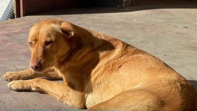 Oltre 21mila firme in meno di 24 ore per la cagnolina Nina investita di proposito