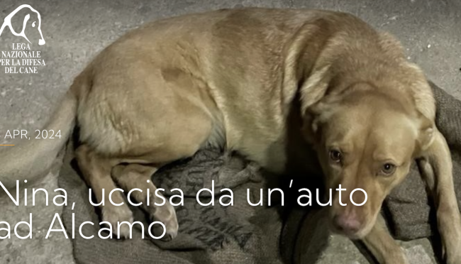 Nina, investita e trascinata sull’asfalto ad Alcamo: individuato il responsabile