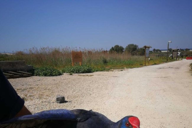 Raro pollo sultano trovato alla Plaia di Catania