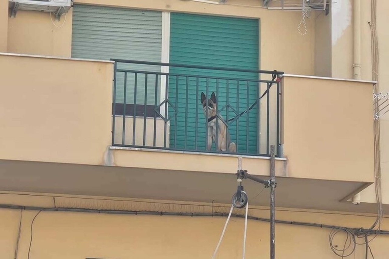 Cane legato al balcone con la museruola per ore, interviene la polizia a Palermo