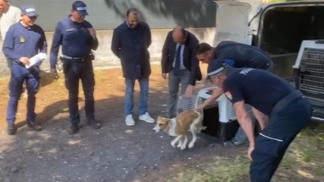 Mascalucia, reimmessi nel territorio due “cani di quartiere”