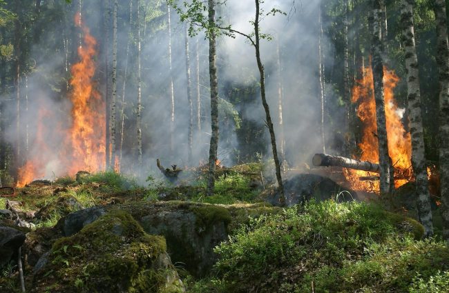 Forestali, chi può essere inserito nelle graduatorie entro il prossimo 15 maggio