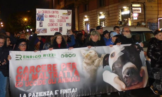 Cane bruciato vivo a Palermo, chiesta l’archiviazione per il padrone