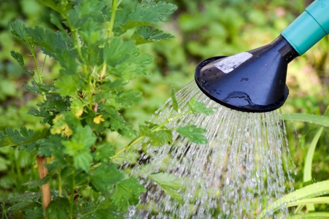 No all’uso di acqua potabile per innaffiare le piante e per pulire le auto: nuova ordinanza a Palermo