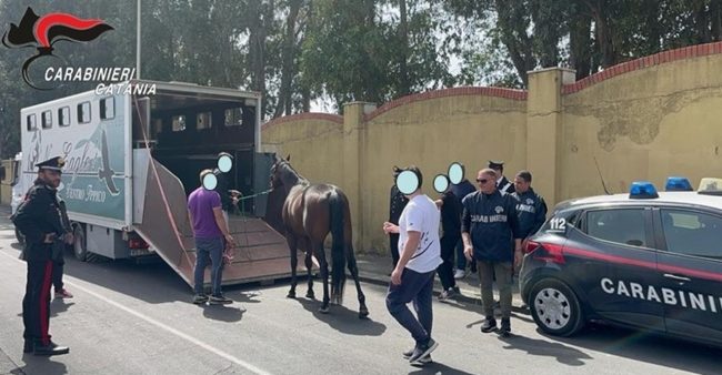 Stalla abusiva a Picanello, denunciati 2 catanesi