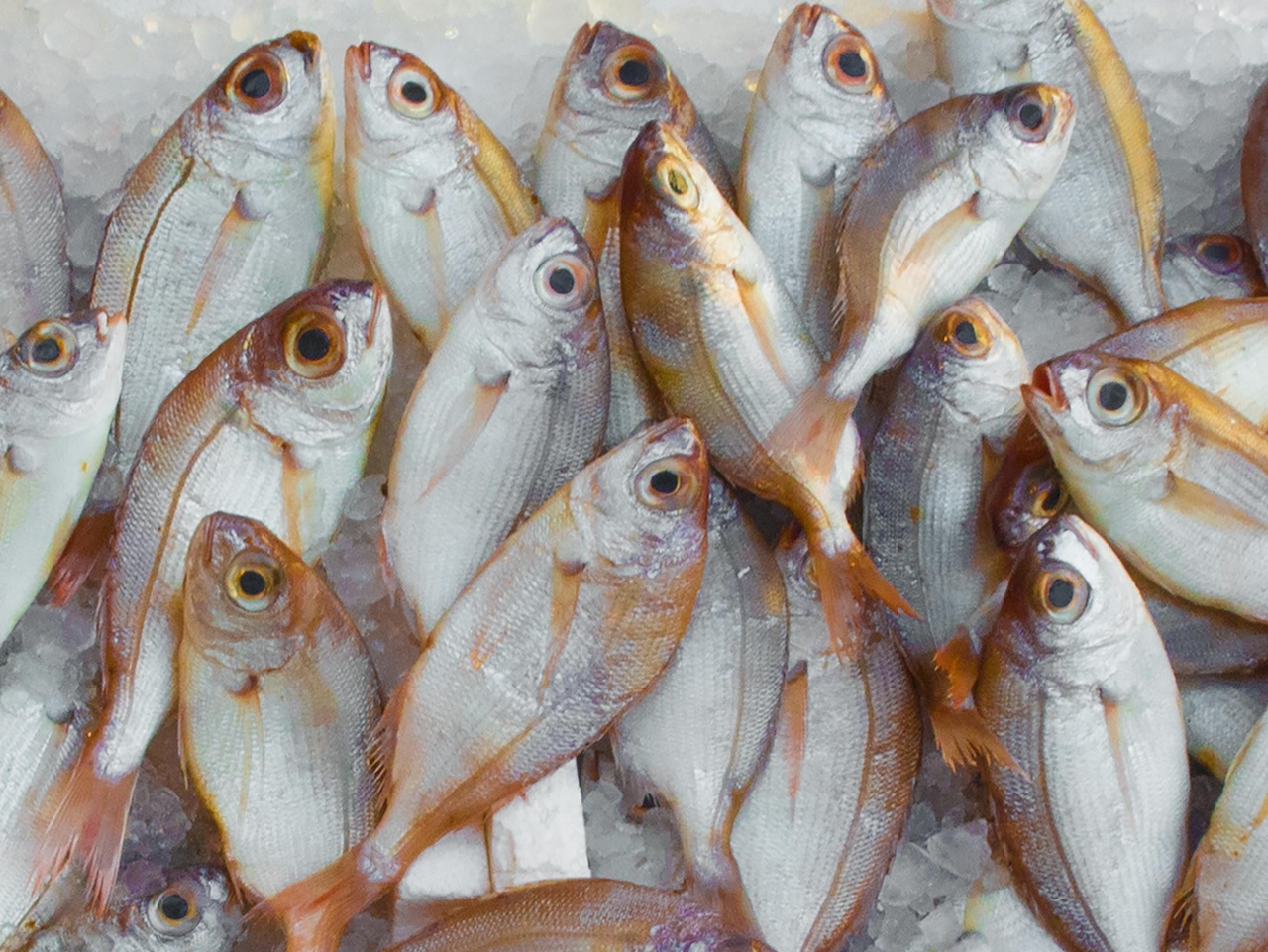 Controlli alimentari a Palermo, sequestro di pesce e mangimi per animali: sanzioni salatissime