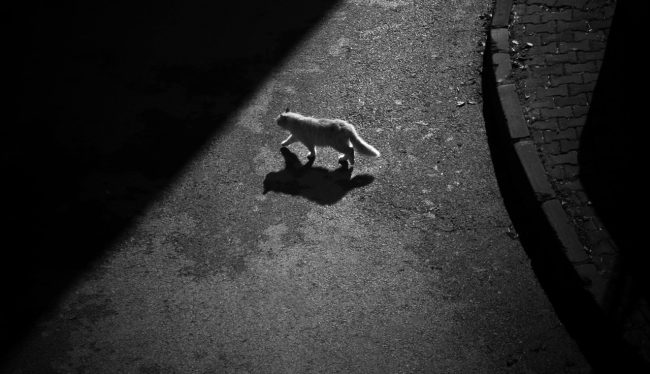 Automobilista investe un gatto e fugge, autista Amat si ferma per fare da scudo