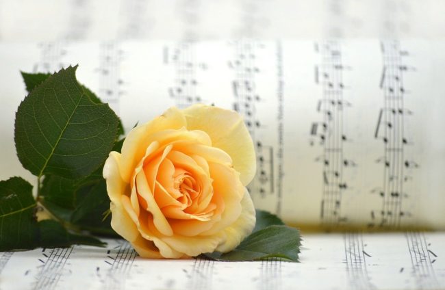 La musica come toccasana della vita, alzare il volume per abbassare i pensieri