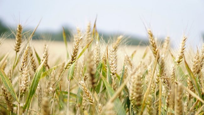 Palermo, domani sciopero degli operai forestali davanti l’Assessorato Agricoltura