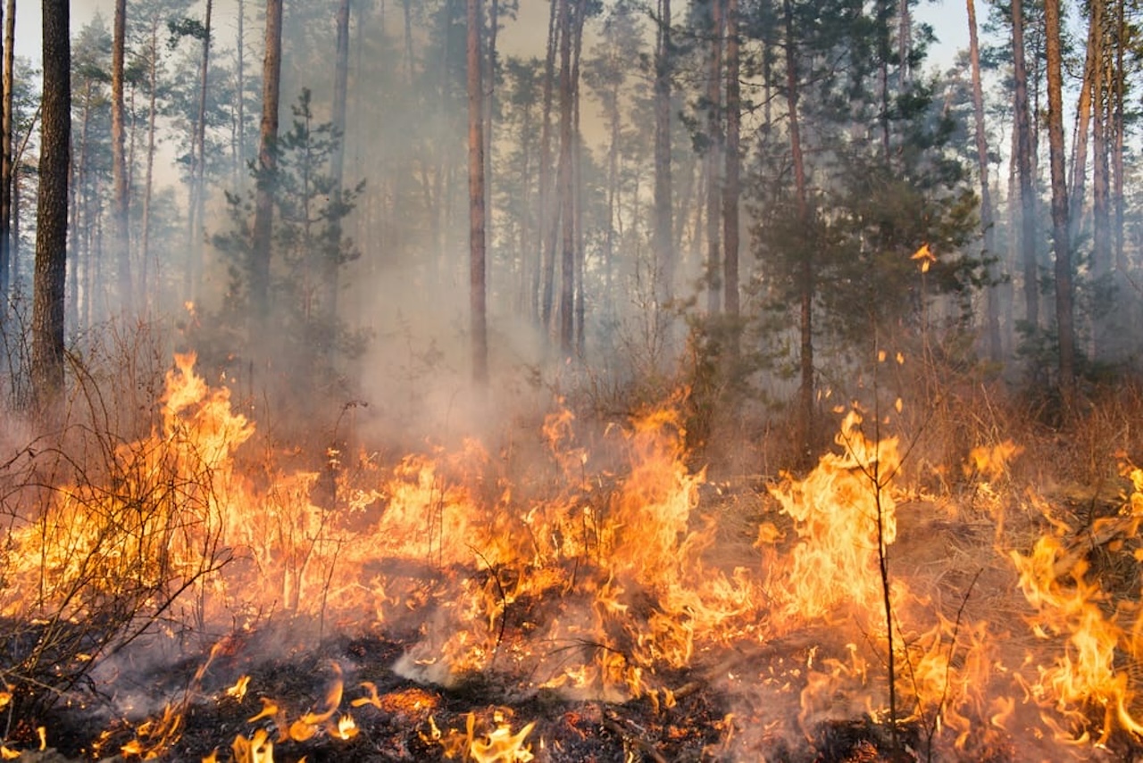 Sicilia divisa tra siccità e incendi. “Avviate subito i lavoratori Forestali”