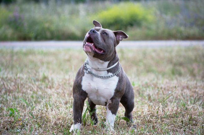 Pitbull sfugge al controllo del proprietario e aggredisce due anziani nel centro storico di Trapani