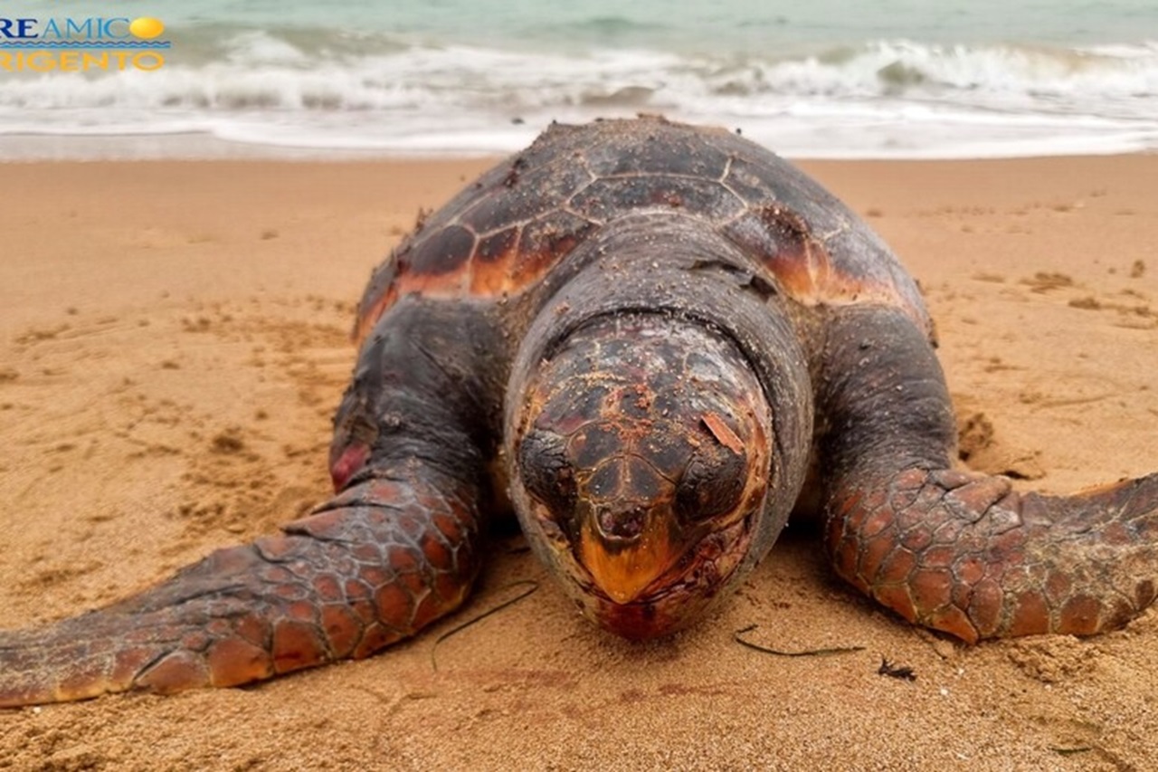 Tartaruga trovata morta in spiaggia ad Agrigento, l’ennesima vittima della plastica in mare