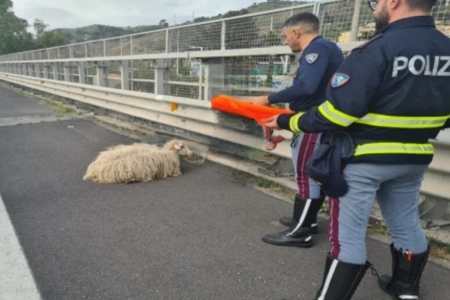 Due agnellini “a spasso” in autostrada