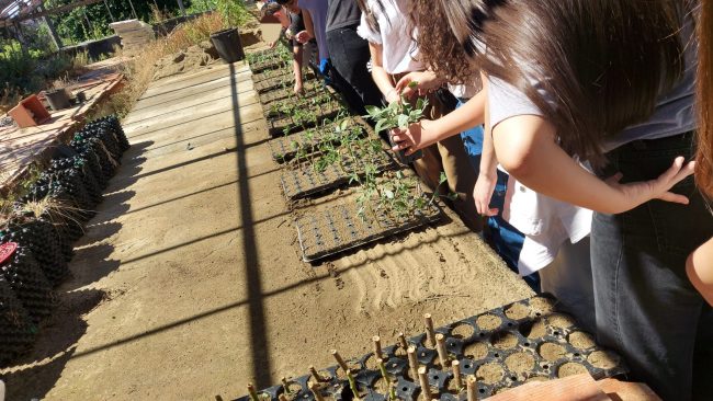 Progetto Rete Green: gli Istituti “Gemmellaro” e “De Roberto” di Catania uniti in “Mani in Terra”