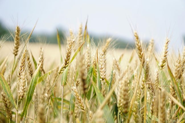 Dalla Regione 65 milioni di euro per gli imprenditori agricoli in Sicilia