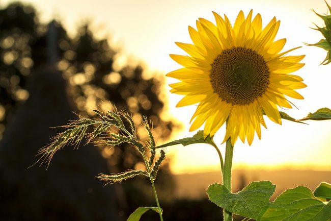 Meteo, da domani in Sicilia punte di 30° e polvere del Sahara. Le previsioni