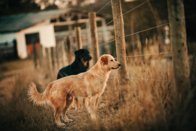 Bambino aggredito al volto e alle braccia da due cani randagi nel Palermitano