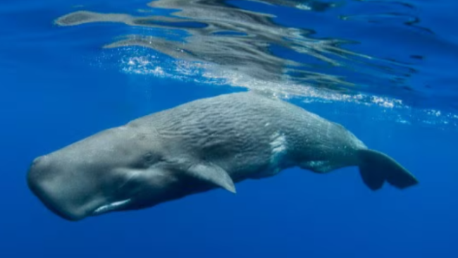 Meraviglie marine, avvistati due capodogli al largo di Vulcano