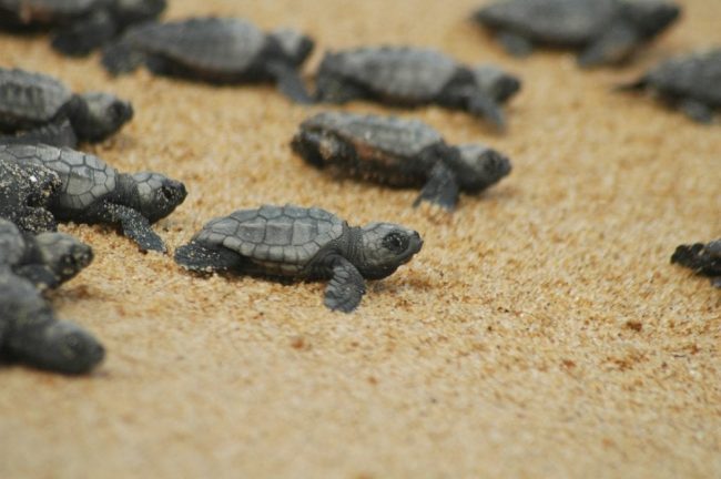 Salvaguardia Caretta Caretta, sottoscritto nel Ragusano protocollo “Life Turlenest” con Legambiente