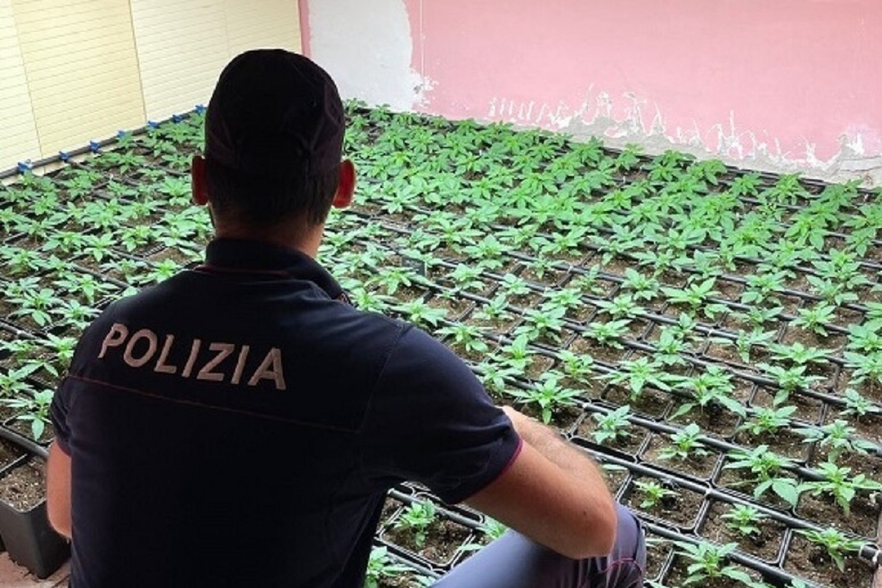 Mille piante di marijuana in una serra indoor: sequestrata la droga e arrestato un 38enne
