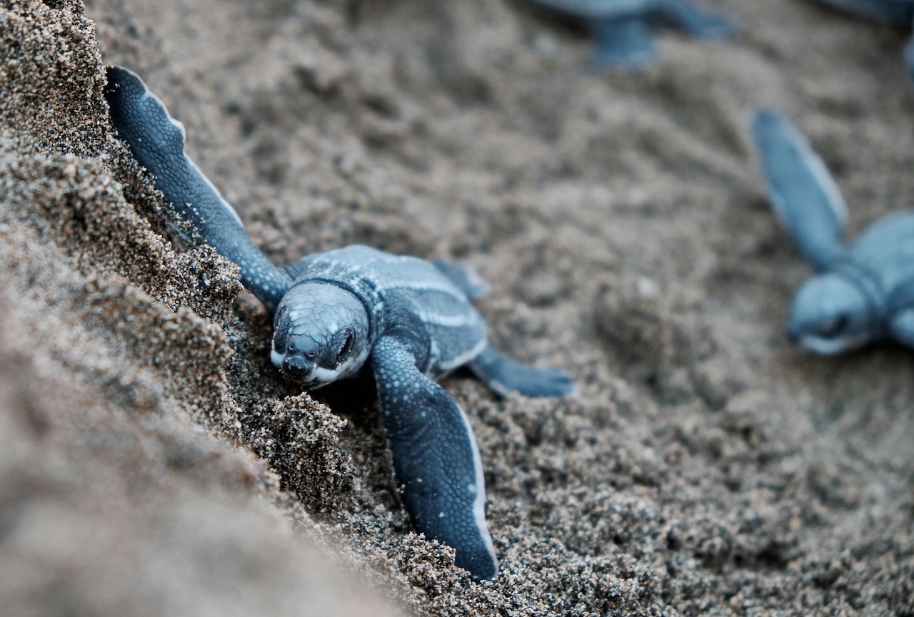 Oggi la Giornata mondiale delle tartarughe. Segnalazione del primo nido sulle coste siciliane