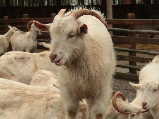 Cattura capre ad Alicudi, gli animalisti si oppongono al piano della Regione siciliana