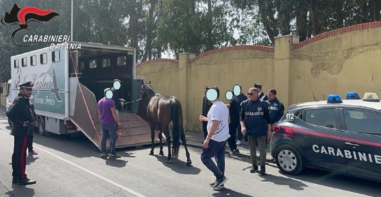 Catania, “influencer” 60enne non accetta sequestro di cavalli e incita alla “guerra in piazza” contro i carabinieri