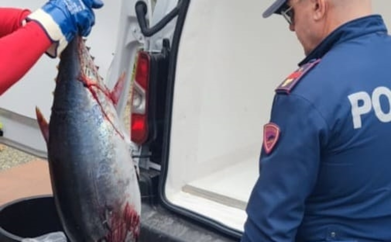 Scoperti in un furgone diretto a Palermo tonno rosso e pesce spada in cattivo stato
