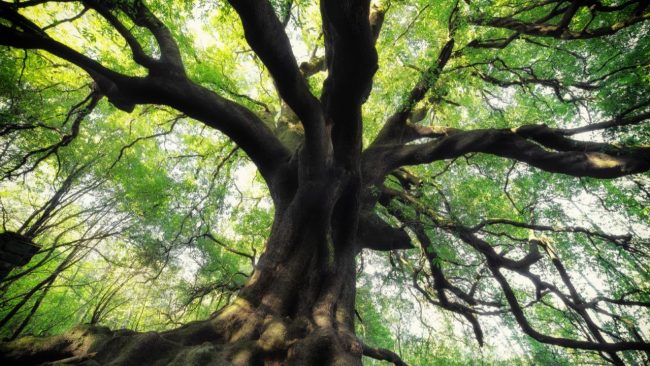 Sicilia, stanziati 90mila euro per tutela e valorizzazione alberi monumentali