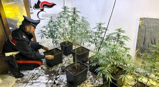 Le occupano casa allestendo una serra di marijuana: il dramma di una catanese