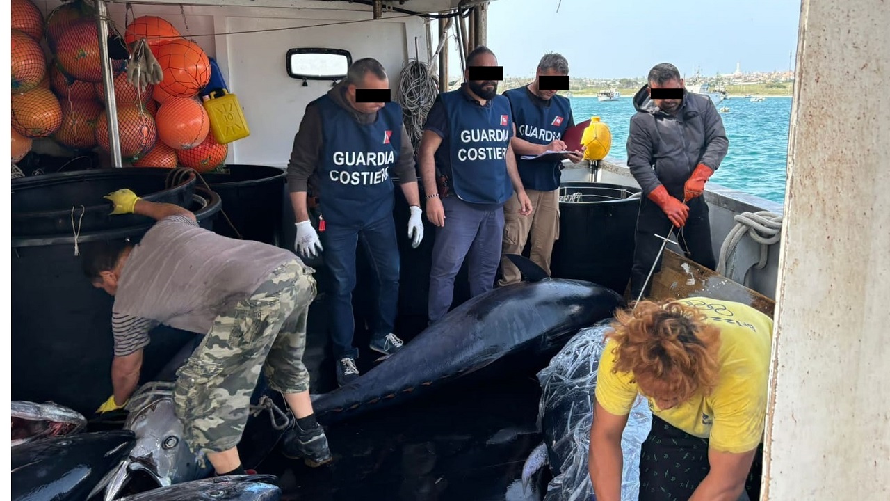 Maxi sequestro di tonno rosso tra i porti di Catania e Siracusa