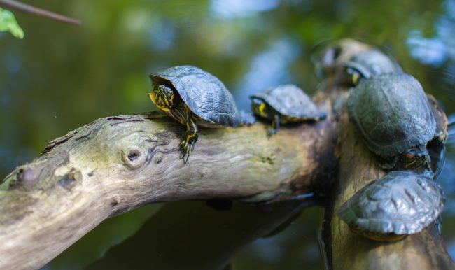 Denunciato uomo di Erice che vendeva online tartarughe di specie protetta