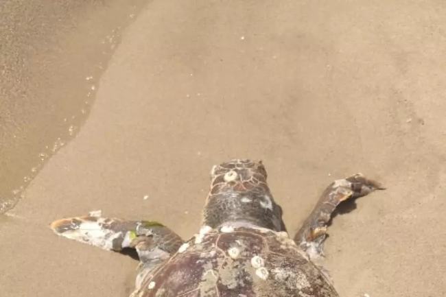 Tartaruga marina ‘Caretta caretta’ trovata morta alla Plaja di Catania