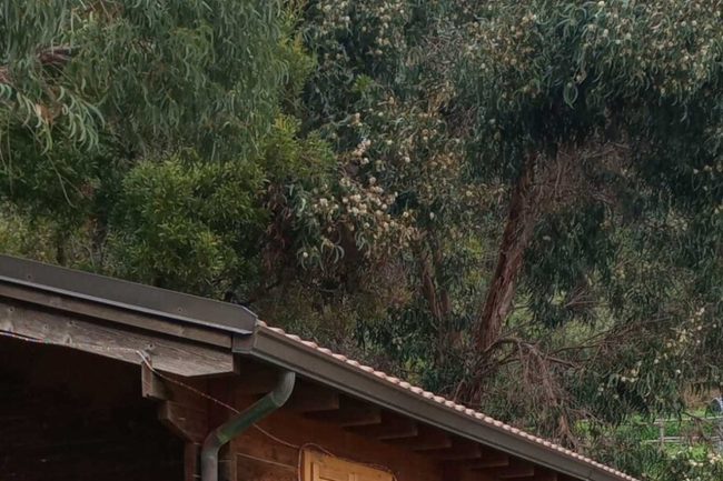 Cavallo purosangue “salvato” dal fenomeno delle corse clandestine messinesi