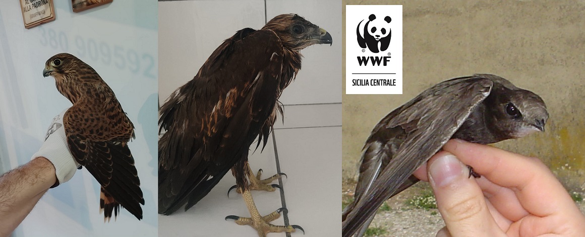 Animali feriti e uccellini caduti dal nido, per i volontari WWF è emergenza