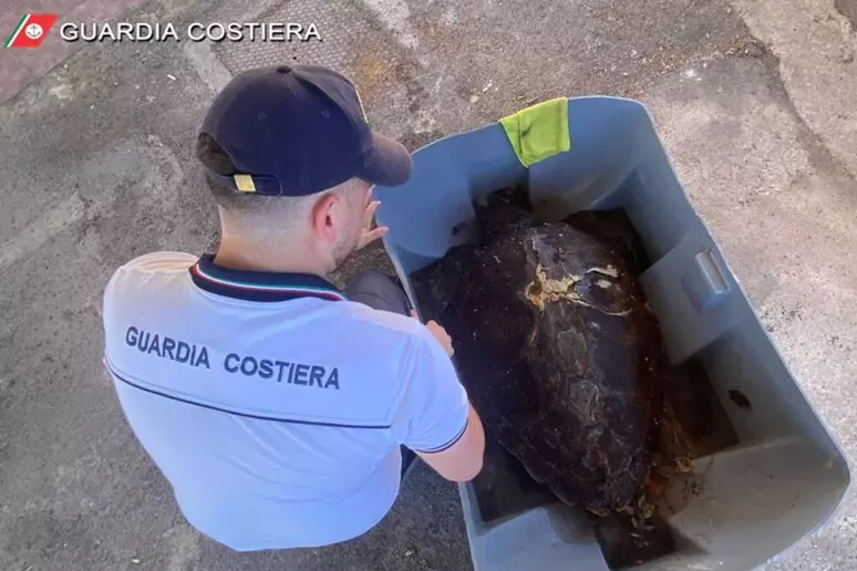 Soccorsa una tartaruga da 90kg tra i mari di Santa Flavia