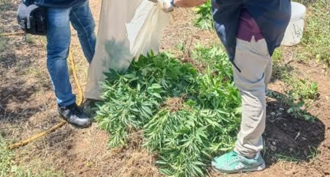 Aveva una piantagione di marijuana in casa, arrestato 50enne