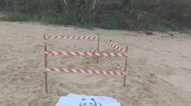 Licata, secondo nido di Caretta Caretta della stagione