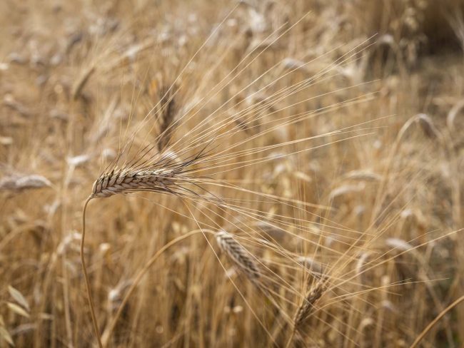 Siccità, dalla Regione ok all’uso dell’acqua della diga Pozzillo per agrumeti e zootecnia