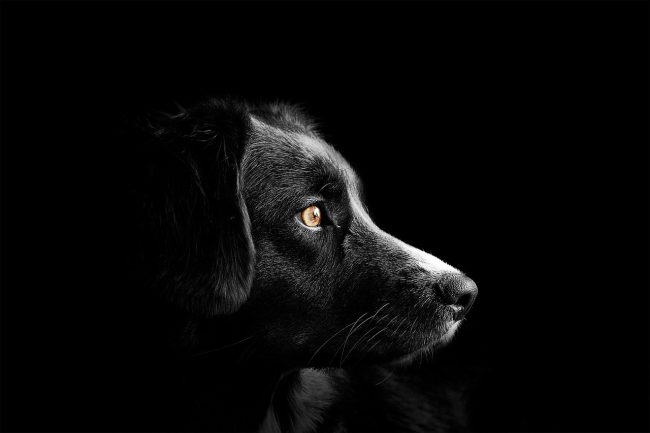 Palermo, 53enne aggredito da un cane: è grave