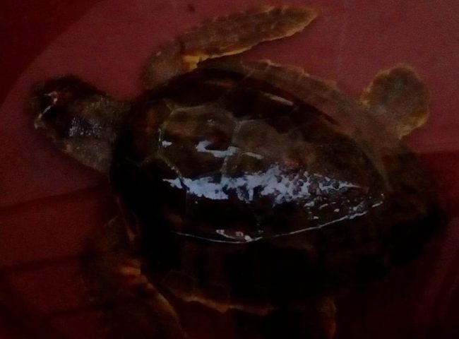 Recuperata tartarughina “Caretta-Caretta” a Siracusa