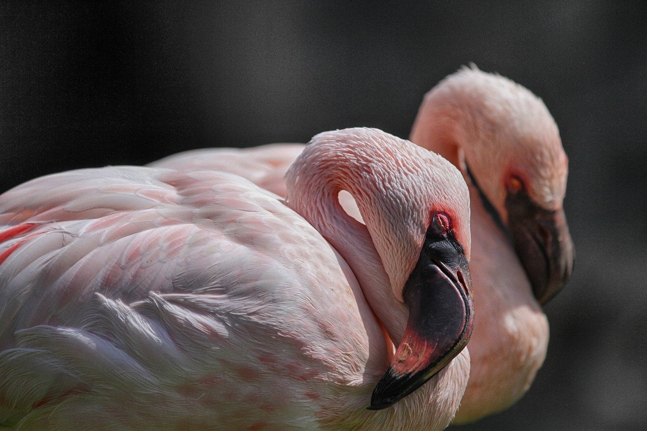 I giardini di Palazzo d’Orleans si colorano di “rosa”, nascono 5 fenicotteri