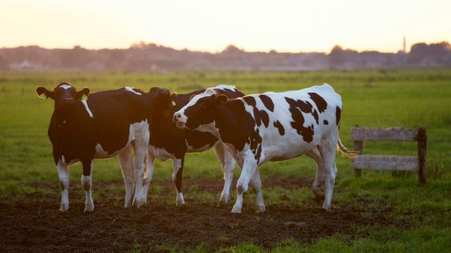 Transumanza abusiva nel Catanese, una denuncia e sanzioni “salate” per cinque imprenditori agricoli – VIDEO