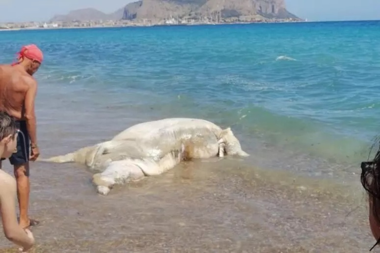 Vitello morto sulla spiaggia di Romagnolo