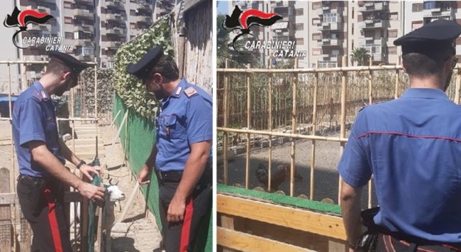 Catania, fattoria abusiva tra i palazzi e un cane incatenato costretto a vivere tra gli escrementi