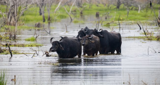 Safari in Sri Lanka? Specie visibili al Parco Nazionale di Yala