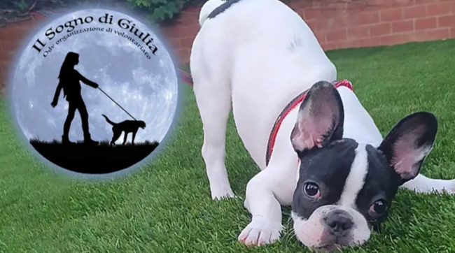Scicli, corsa contro il tempo per salvare il cane Marley: parte raccolta fondi online